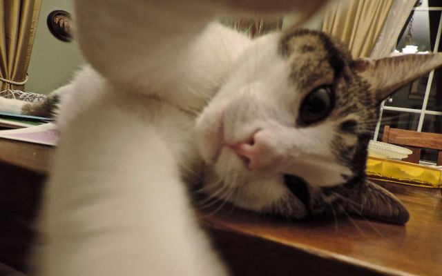 Nowa moda – Kocie selfie w sieci