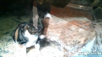 Ten kot zaprzyjaźnił się z rysiem! (VIDEO)