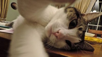 Nowa moda – Kocie selfie w sieci