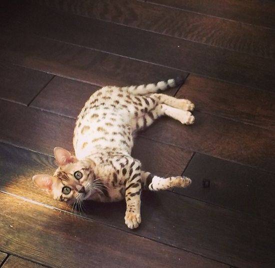 Charli – bengaliski kot Kourtney Kardashian