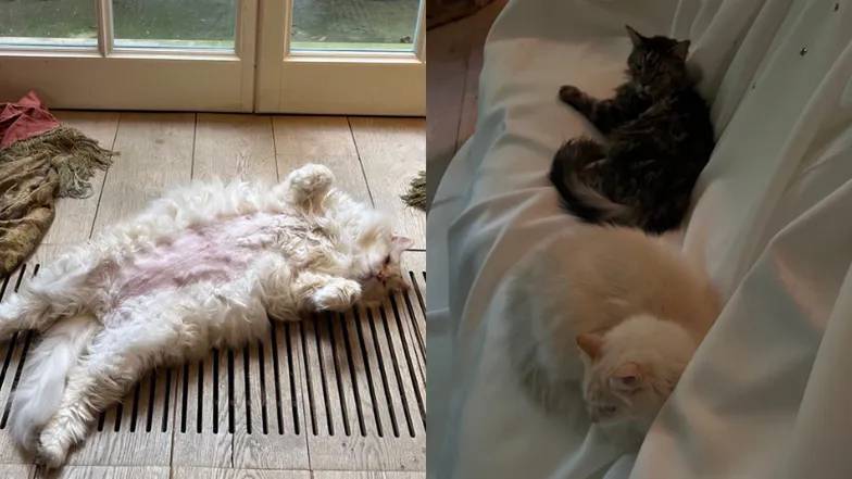 Tak mieszka Maryla Rodowicz. Marmury, złote krany, ale... Coś tam jest nie tak