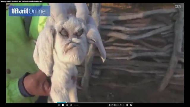 Koźlę z pyskiem diabła? Właściciel stada kóz oniemiał, gdy zobaczył tę deformację