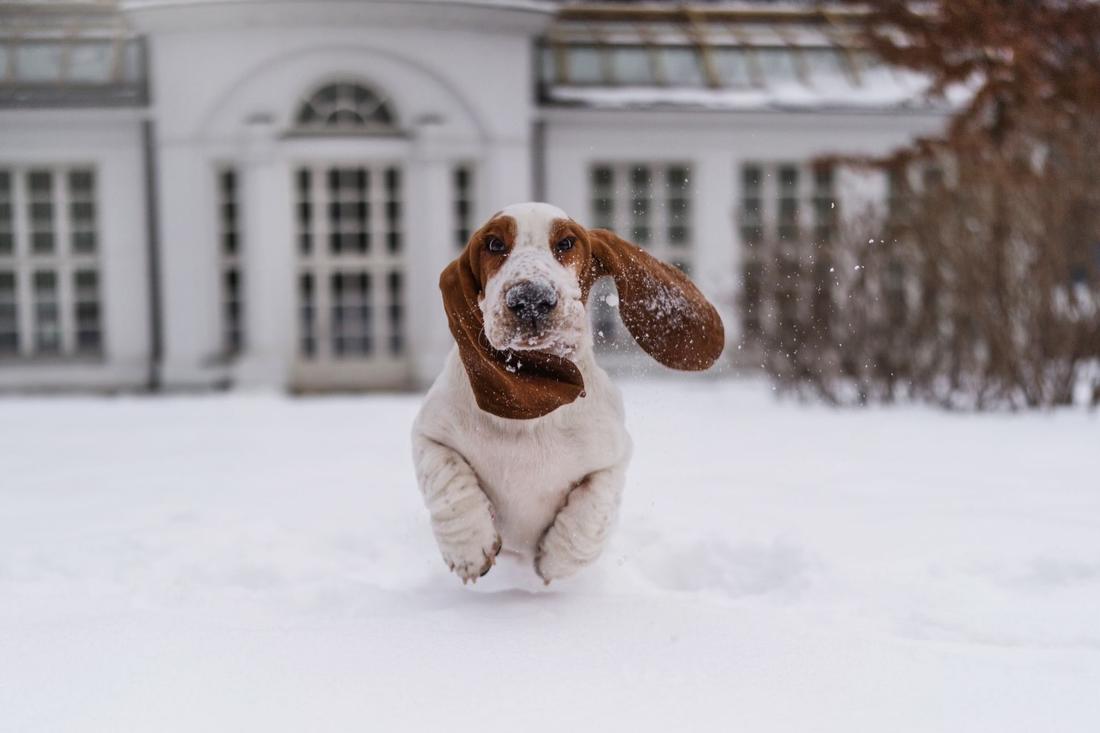 Rodzina Nawrockich powiększyła się o dwa pieski, fot. Instagram