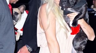 Miny tych psów mówią wszystko (FOTO)