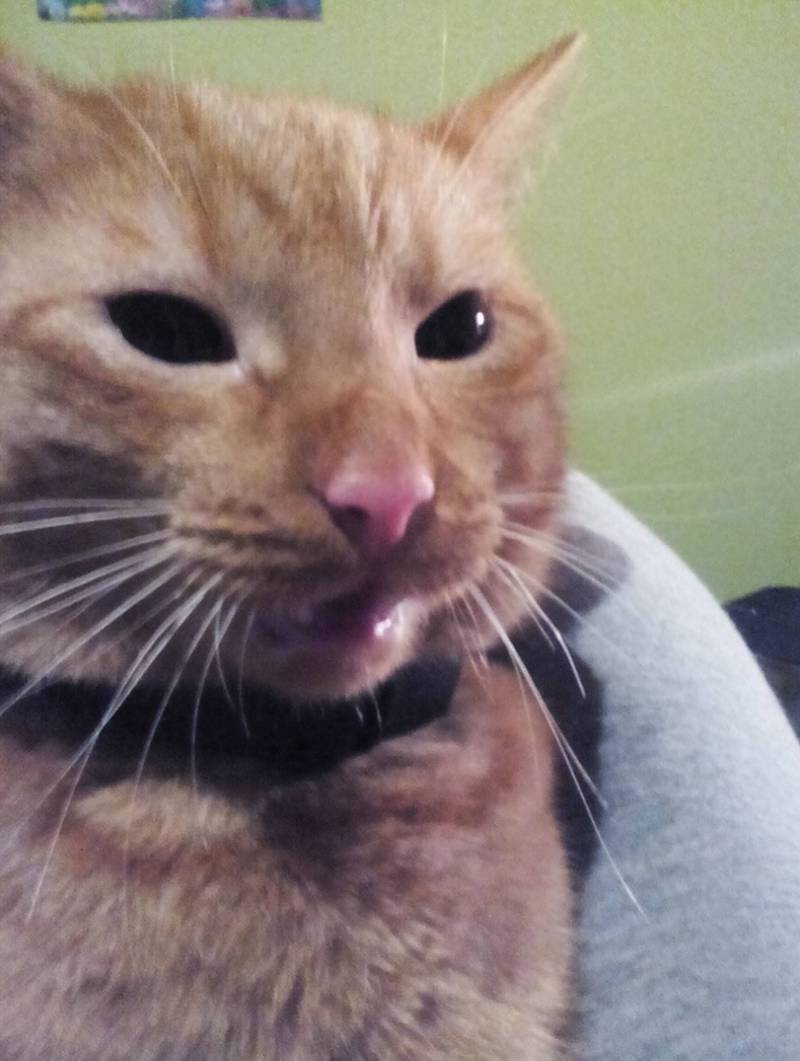 Kot Aleksandry Gietner