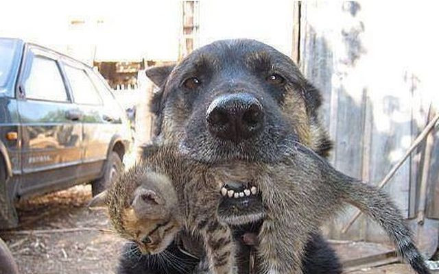 Ten pies to BOHATER! To co zrobił wzrusza do łez!