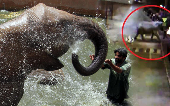 Słoń na wolności w Poznaniu! Urząd Miasta nie może go znaleźć