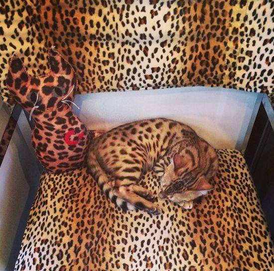 Charli – bengaliski kot Kourtney Kardashian