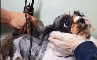 To nie jest KUPA ŚMIECI, a żywe zwierze (VIDEO)