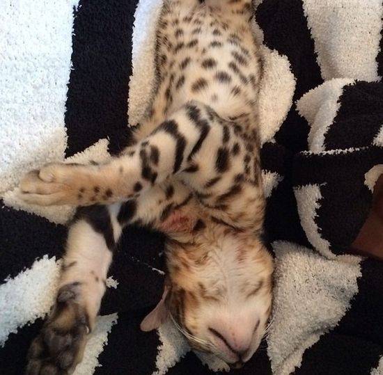 Charli – bengaliski kot Kourtney Kardashian