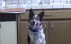 Pies, który jeździ na deskorolce i hulajnodze (VIDEO)