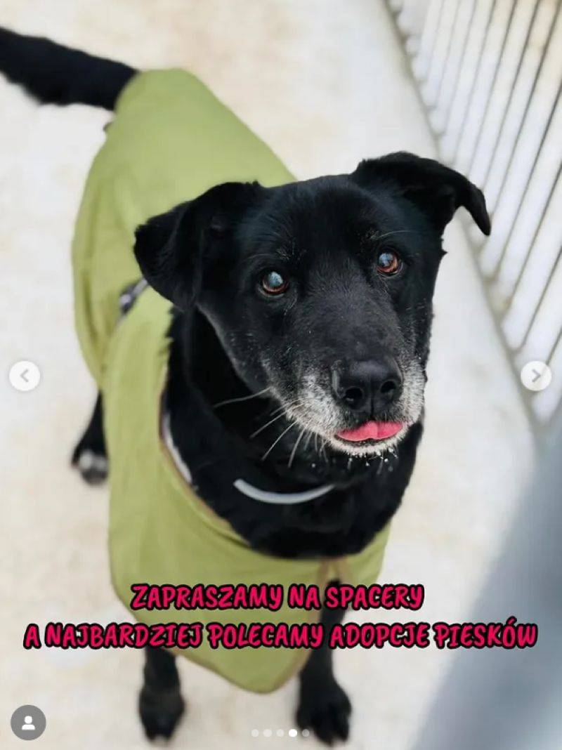 doda pomaga pieskom/Instagram/dodaqueen/schronisko_celestynow_official