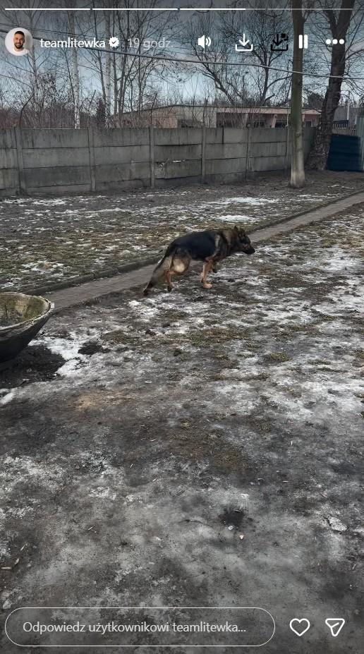 Łukasz Litewka interweniuje w sprawie zwierzaka, fot. Instagram
