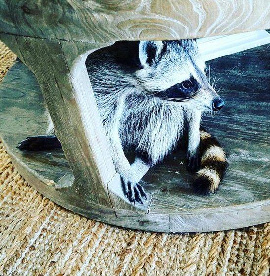 Pumpkin The Raccon, czyli szop, który myśli, że jest psem