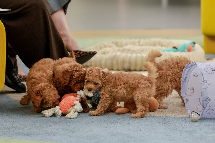 Gwiazdy “Halo Tu Polsat”. Chudziutka Katarzyna Figura i najsłodszy gość programu (FOTO)