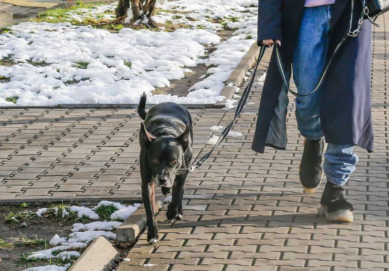 Pies Michała Szpaka