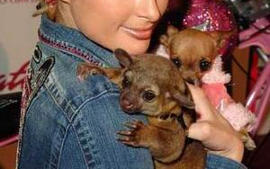 Amerykañska Księżniczka