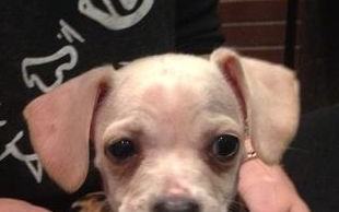 Poznajcie Bean’a – nowego pupila Miley Cyrus (FOTO)