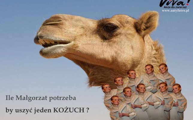Wielbłąd w kożuchu z Małgorzat Kożuchowskich (FOTO)
