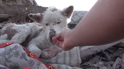 Łzy same napływają do oczu – oto historia bezdomnego psa