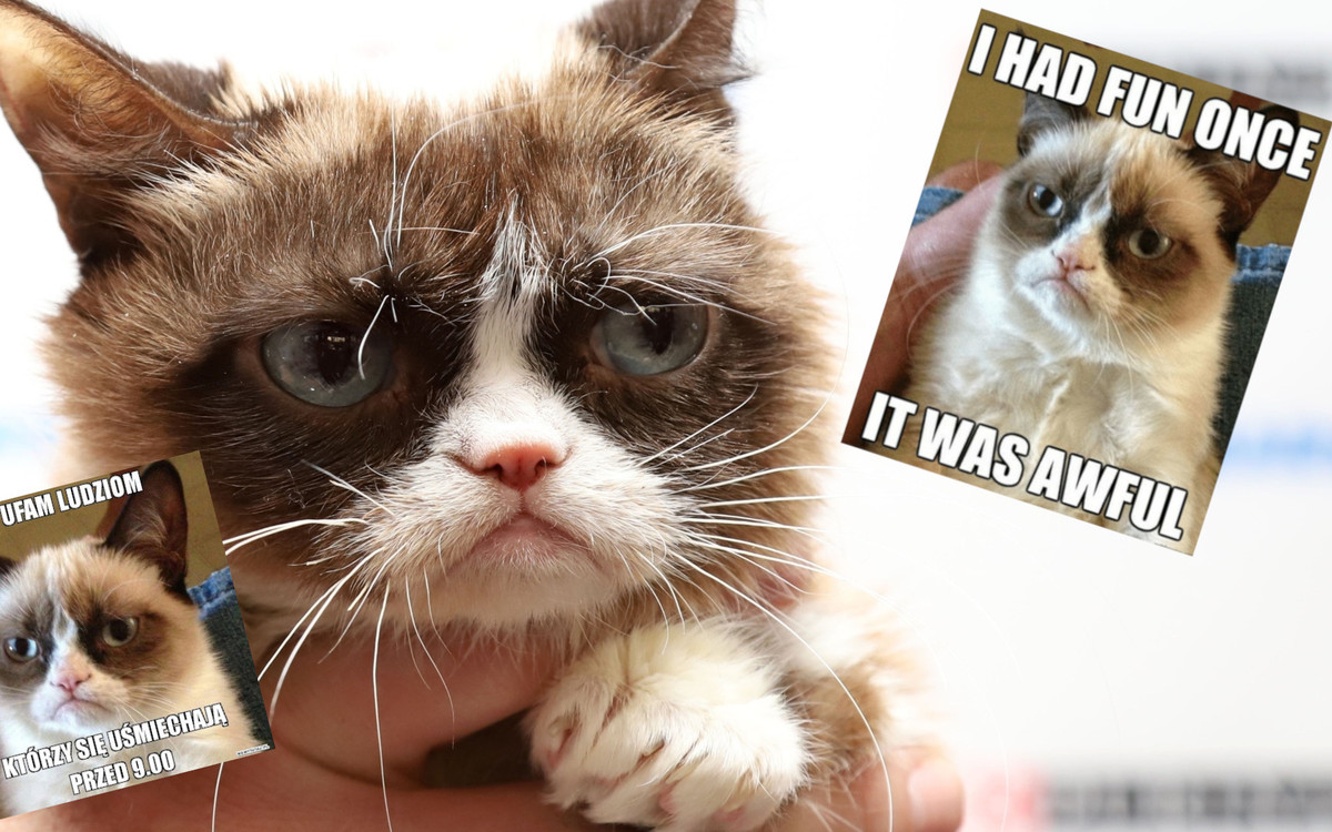 Nie żyje Grumpy Cat, kot znany z popularnych memów – miał 7 lat