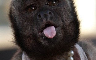 To była prawdziwa gwiazda na premierze Kac Vegas (FOTO)