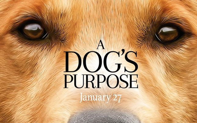 Twórcy Był sobie pies mają kłopoty. Na planie próbowano wepchnąć psa do wody?