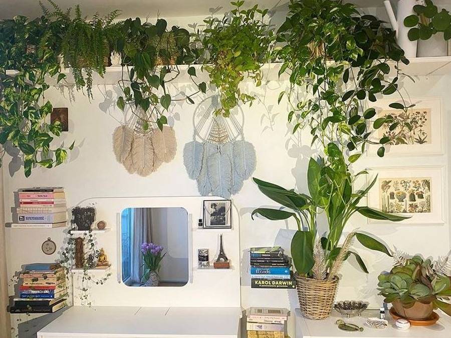 Julia Kamińska ma w mieszkaniu sporo roślin.