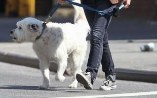 Olivia Wilde na spacery chodzi z czworonożnym pupilem (FOTO)