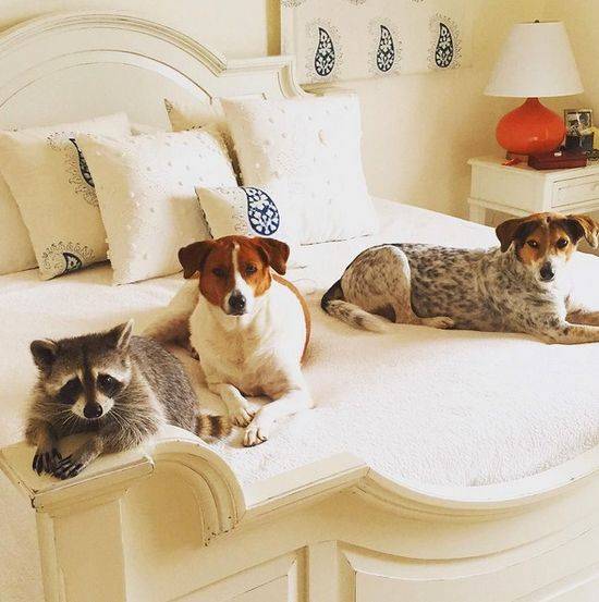 Pumpkin The Raccon, czyli szop, który myśli, że jest psem