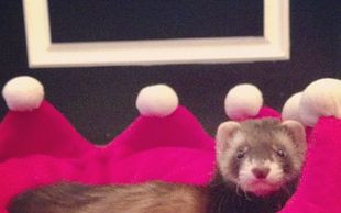 Paris Hilton dziecinnieje (FOTO)