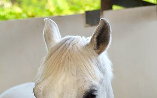 Rzeczpospolita: Ktoś TRUJE konie z Janowa?!