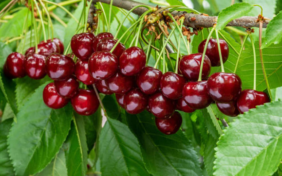 Wybór odmian czereśni i wiśni: na co zwrócić uwagę?