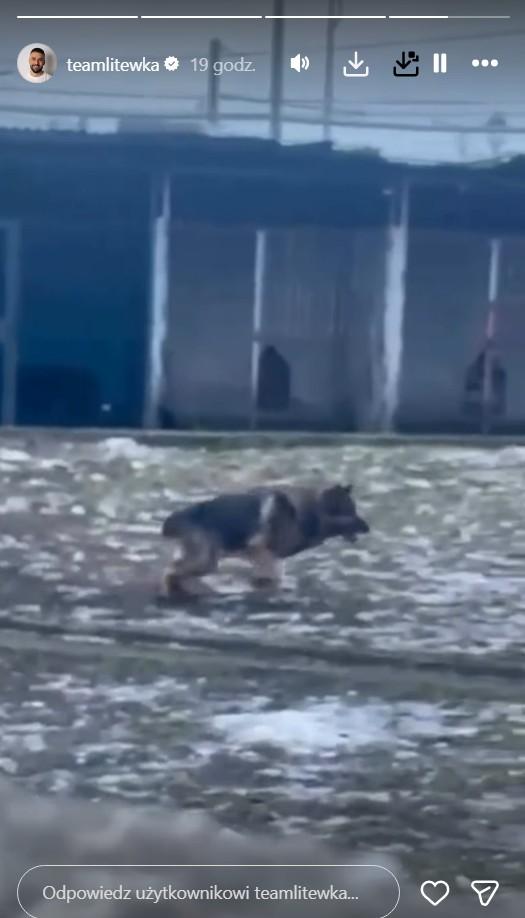 Łukasz Litewka interweniuje w sprawie zwierzaka, fot. Instagram