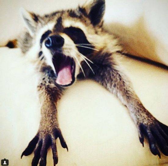 Pumpkin The Raccon, czyli szop, który myśli, że jest psem