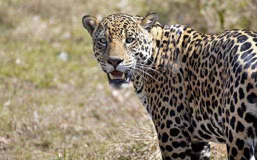 Żołnierz zastrzelił jaguara podczas przekazywania ognia olimpijskiego