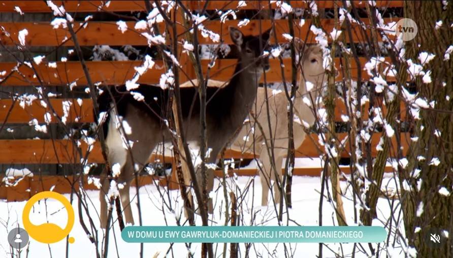 Ewa Gawryluk wpuściła fanów do swojego domu. Tak mieszka gwiazda “Na Wspólnej”