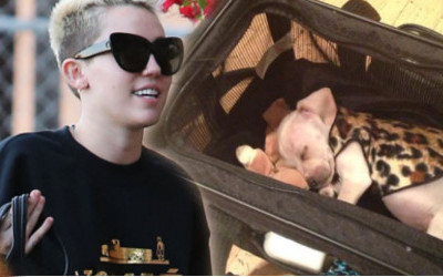 Miley Cyrus zabrała Bean’a do studia nagraniowego (FOTO)