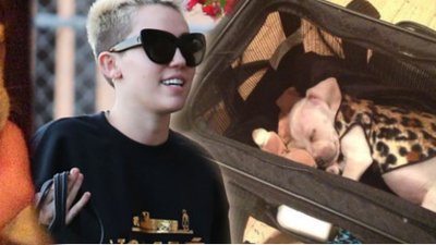Miley Cyrus zabrała Bean’a do studia nagraniowego (FOTO)
