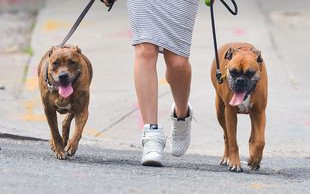 Kto chodzi na spacery z taką obstawą? (FOTO)