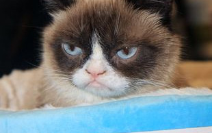 Grumpy Cat pokazał, gdzie ma swoich fanów (FOTO)