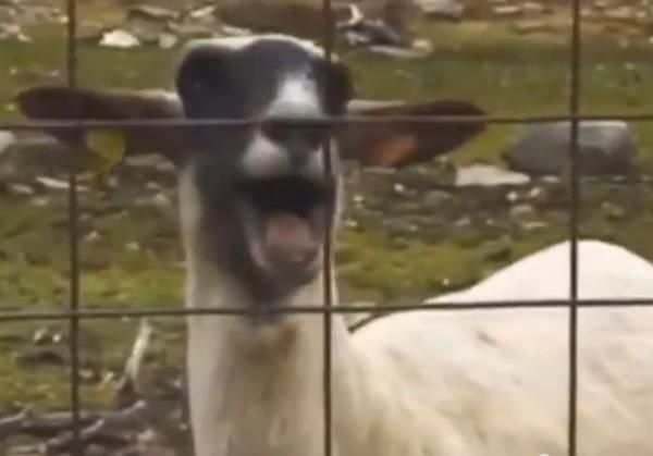 singing-goat-R1