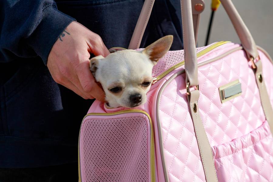 Joanna Opozda, fot. AKPA.