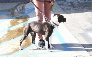 Sharon Stone na spacerze z pupilem (FOTO)