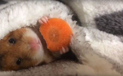 Ten słodki chomik został gwiazdą internetu! (VIDEO)