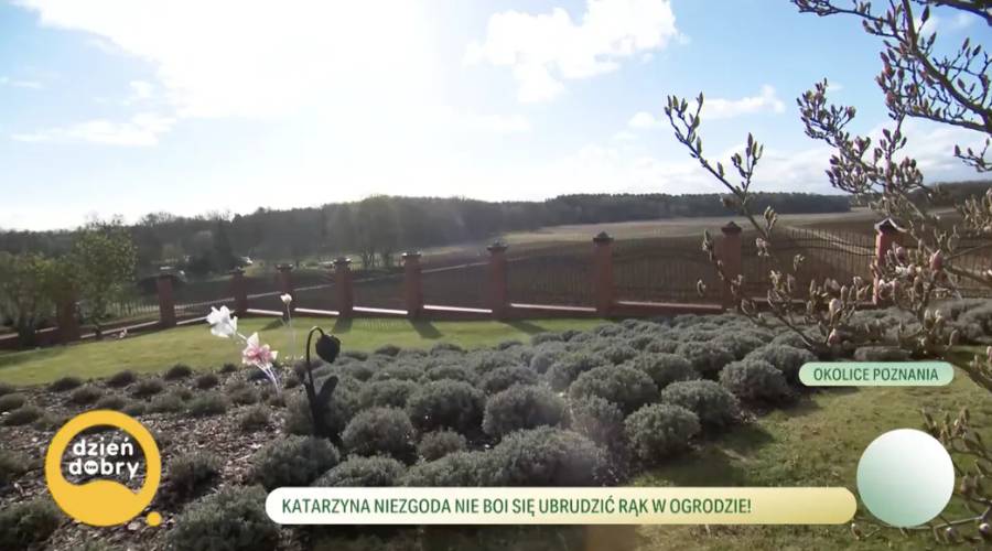 Dom Katarzyny Niezgody screen "Dzień Dobry TVN"