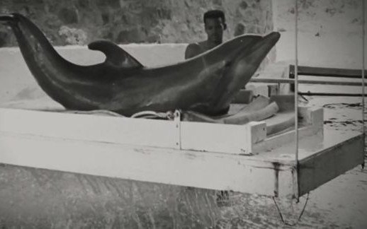 Margaret Lovatt, kobieta, która rozkochała w sobie delfina