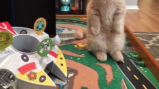 Poznajcie George’a – kota, który woli stać niż siedzieć