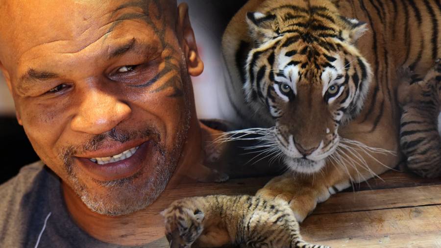 Gwiazdy, które miały NIETYPOWE zwierzęta. Mogło się to skończyć TRAGEDIĄ