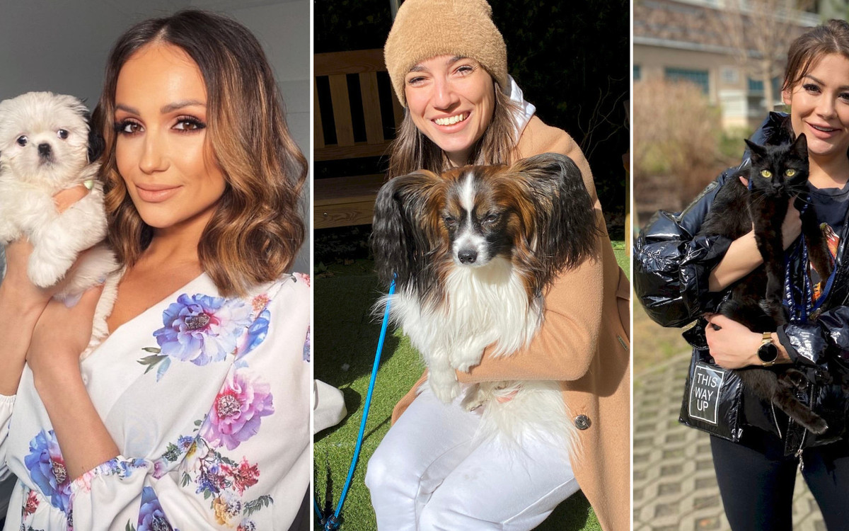 Gwiazdy pomagają zbierać karmę dla schroniska. Niezwykła akcja!